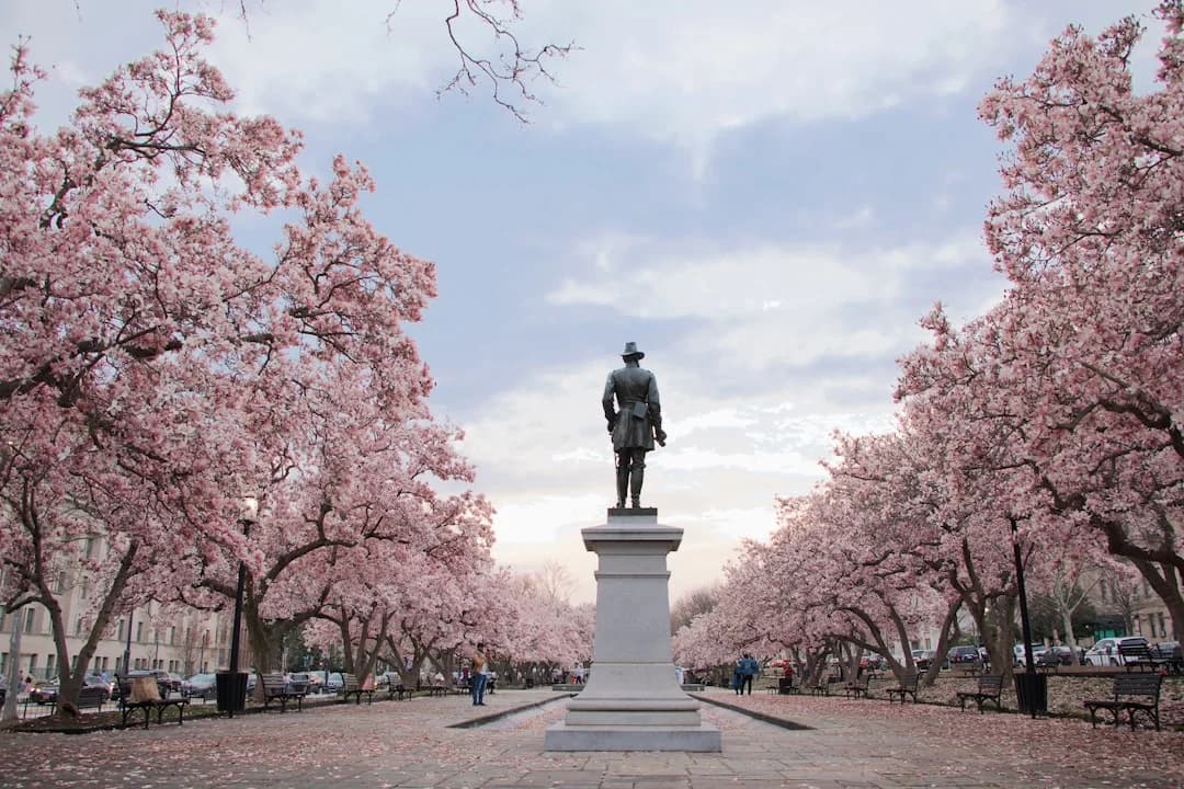 Cover Image for Cherry Blossom Season 2026 DC: Tech and Market Insights