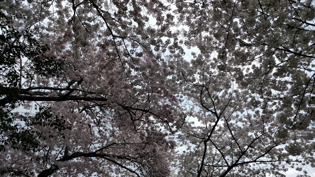 Cover Image for DC cherry blossom season 2026 guide: Data‑Driven Preview
