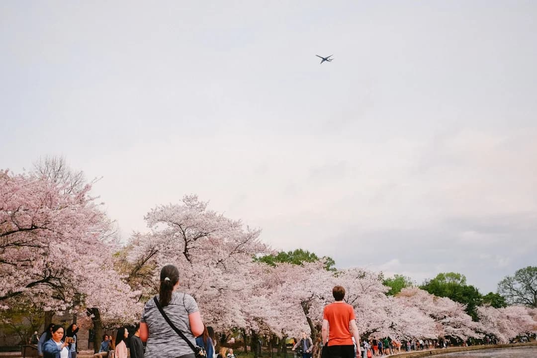 Cover Image for National Cherry Blossom Festival 2026: DC Tech Trends