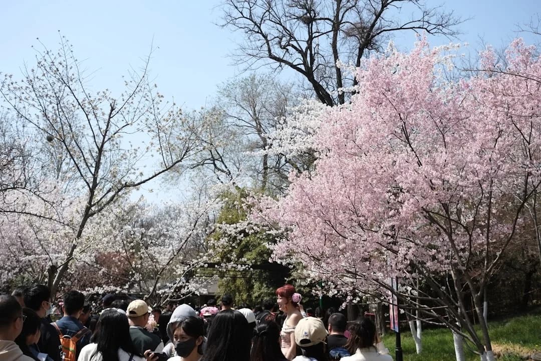 Cover Image for National Cherry Blossom Festival 2026: Key Dates and Events
