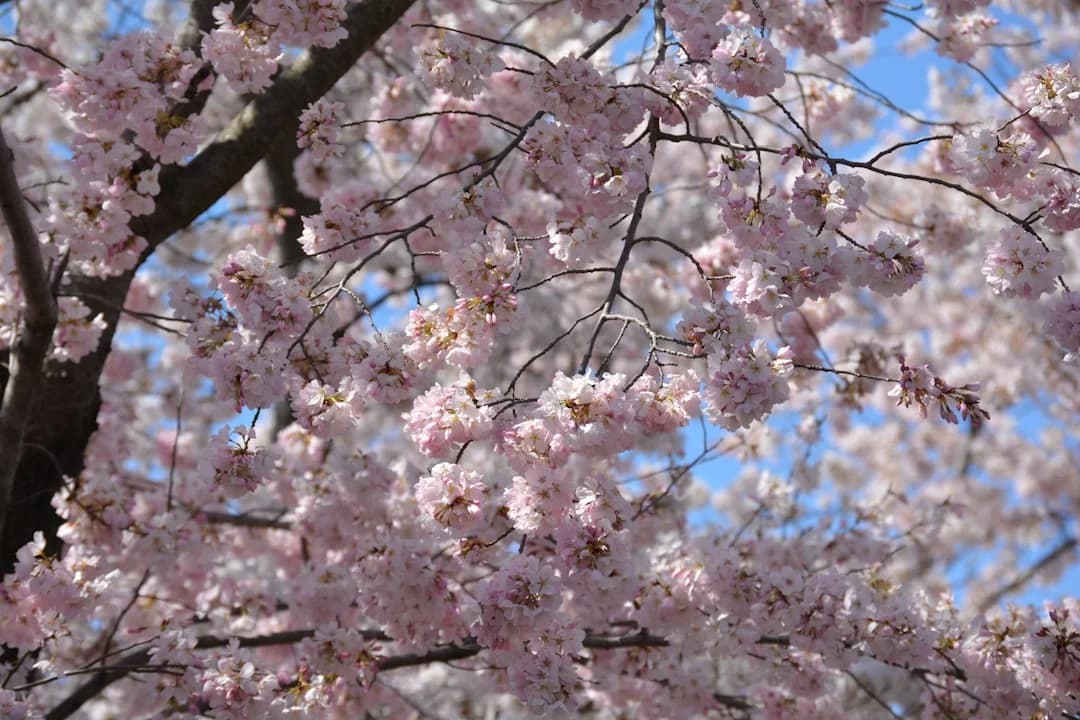 Cover Image for DC cherry blossom season 2026: Peak bloom outlook and events
