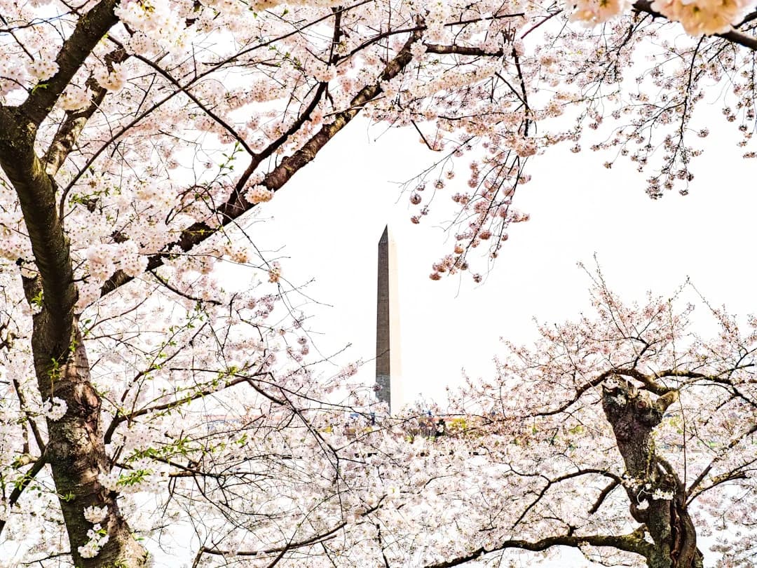 Cover Image for National Cherry Blossom Festival 2026: Tech Trends DC Market