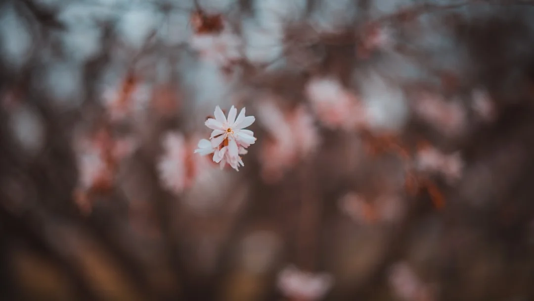 Cover Image for 2026 Cherry Blossoms in DC: Comprehensive Guide