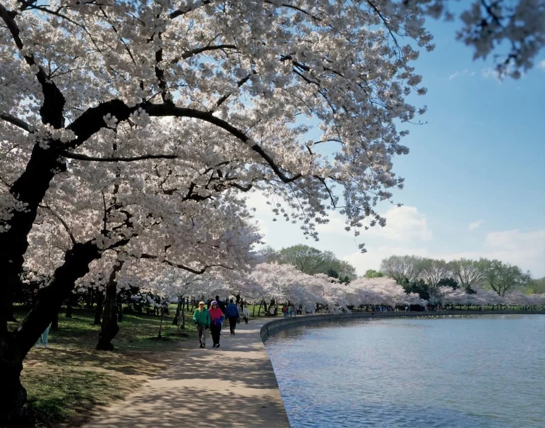 Cover Image for DC Cherry Blossom Season 2026: Timeline and Trends